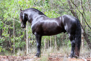 E Friesian standing square side on facing away