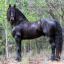 E Friesian standing square side on