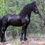 E Friesian standing square side on ears pricked