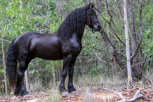 E Friesian standing square side on ears pricked