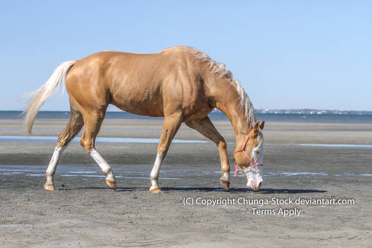 H Palomino trot white face blue eyes