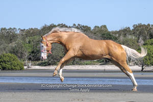 H Palomino rear launch buck white face blue eyes