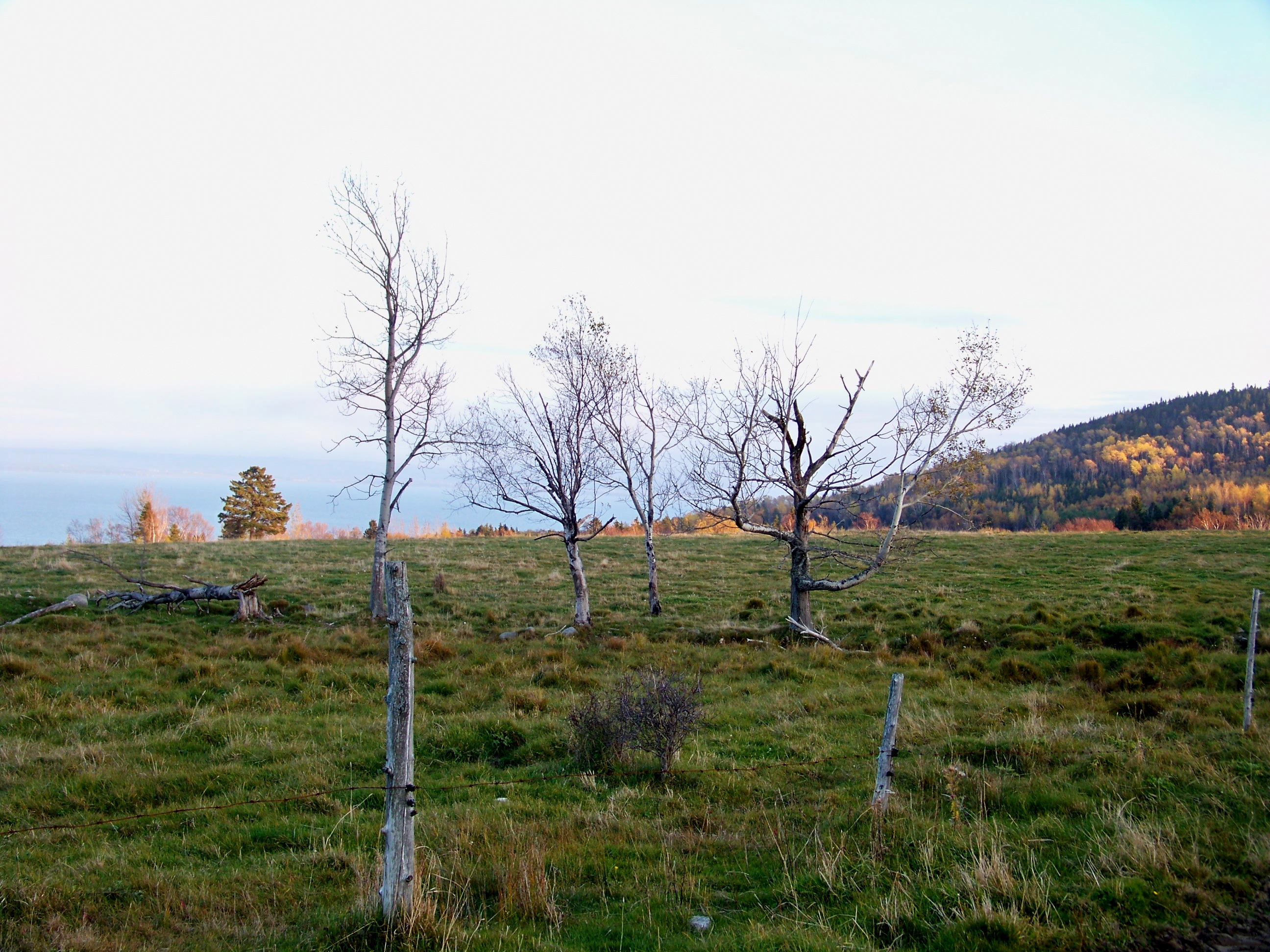 Dancing Trees Stock 3