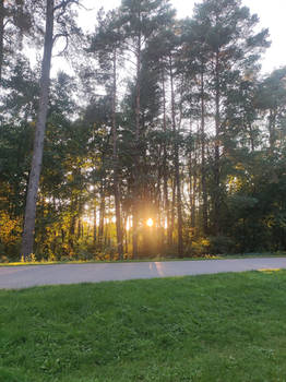 Sun and trees