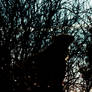 Silhouette of a Brown Bear