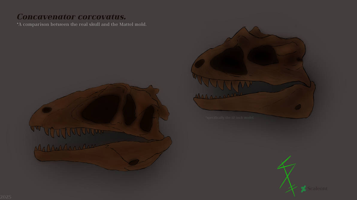 Concavenator Skull Comparison By Scaleont On DeviantArt concavenator-skull-comparison-by-scaleont-on-deviantart