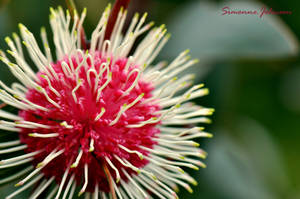 Australia's Flowers