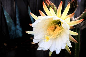 Peruvian Apple Cactus