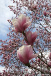 Saucer Magnolia by desmo100