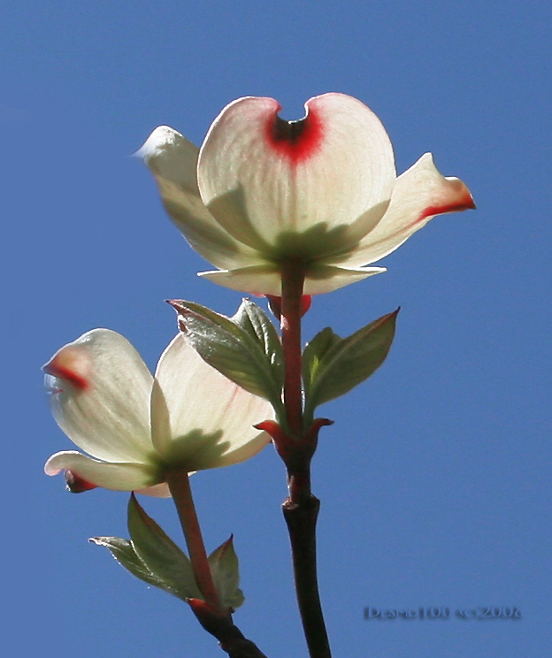 New Dogwood Blossoms