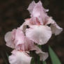 Pink Iris