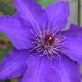 Purple Clematis