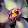 Orchid in winter