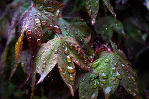 Soggy Wet Leaves