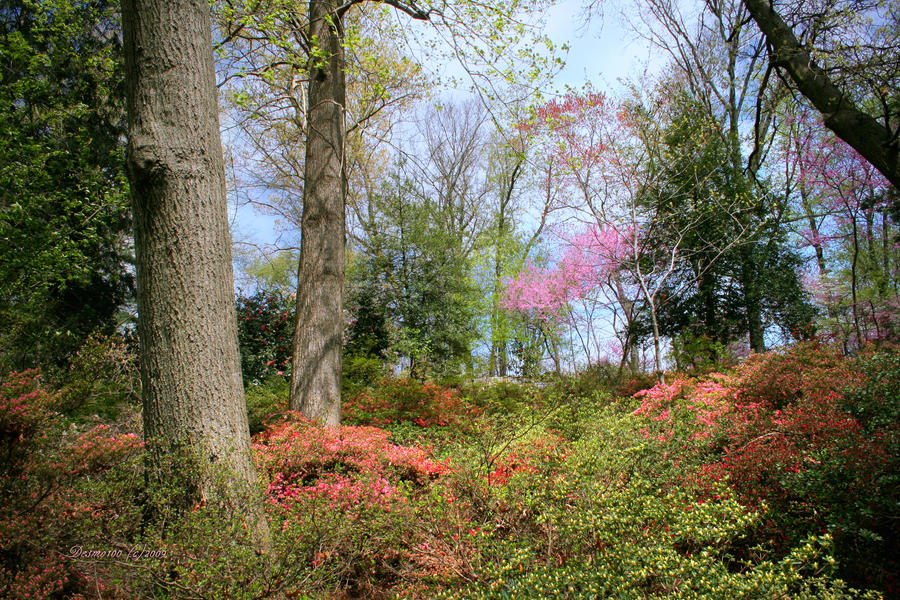 Springtime Trees and Flowers