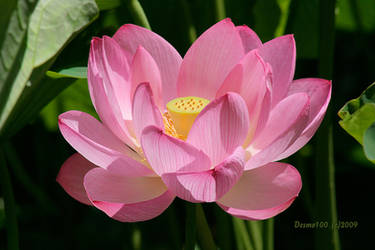 Lotus Unfolding