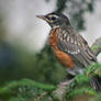 Baby Robin