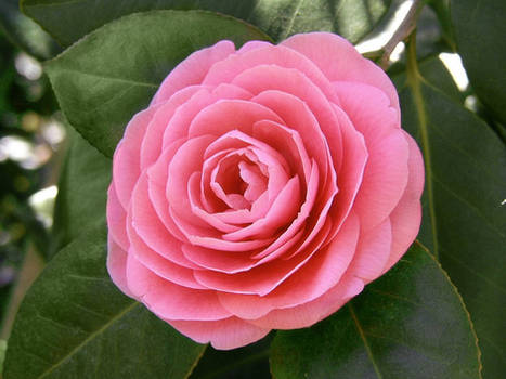 Pink camellia