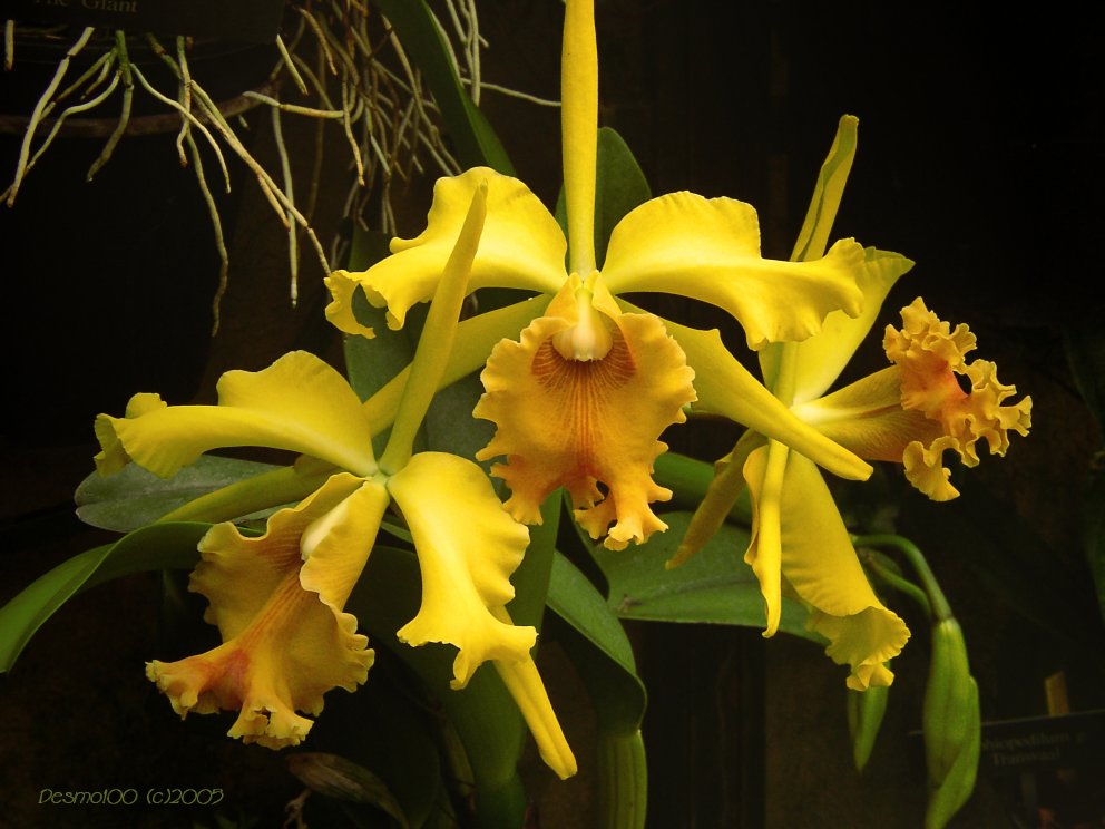 Yellow orchids