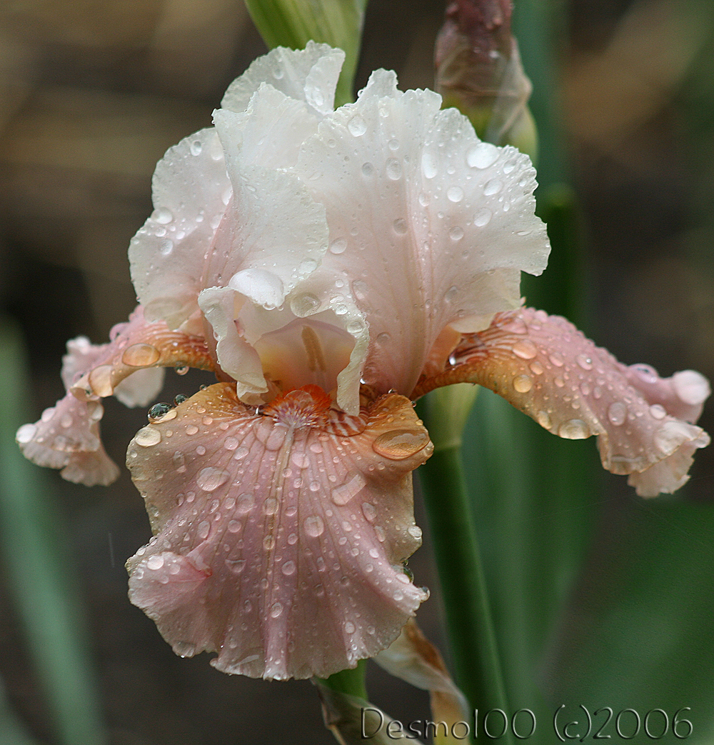 Rainy day iris 2