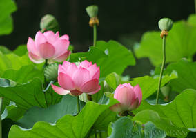 Lotus garden