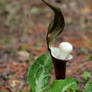 Jack in the Pulpit