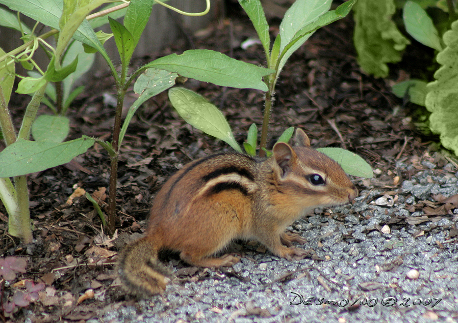 Chipmunk