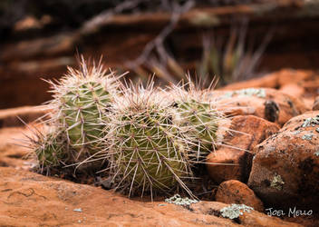 Cactus with sandstone - Sedona, AZ