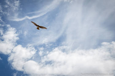 Red Tailed hawk at Wetlands Park