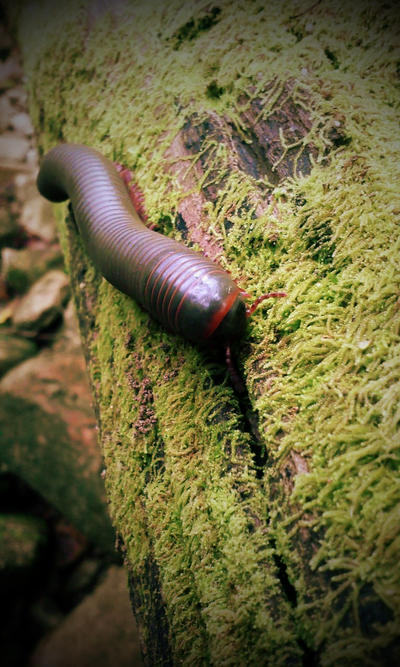 Millipede (sp?)