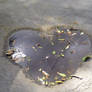 Heart Puddle