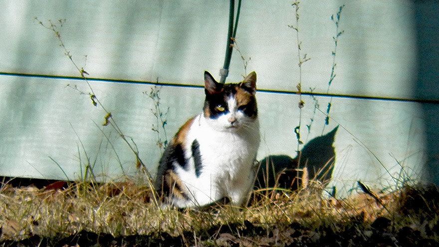 2018 January 13 1143.35.  Burns, Oregon.  Cat.