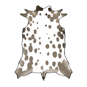 Pied Mule Deer Pelt