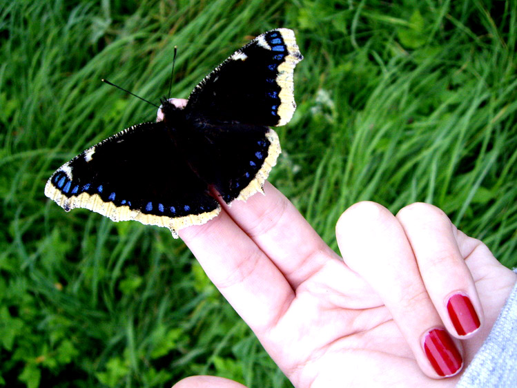 Butterfly on my hand