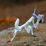 Orchid Praying Mantis Glass Sculpture