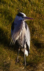 Grey Heron