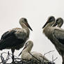 Annual Stork Meeting