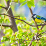 Great Tit