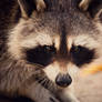 Raccoon