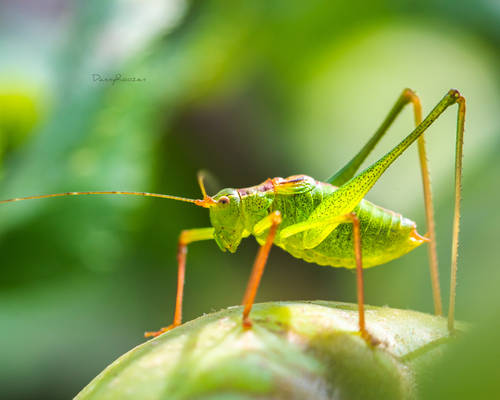 The Cricket