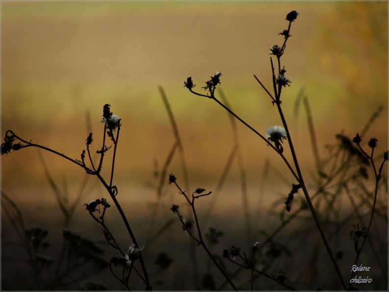 autumn plants