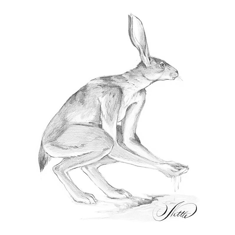 Crouching Hare Sketch by springnettle on DeviantArt
