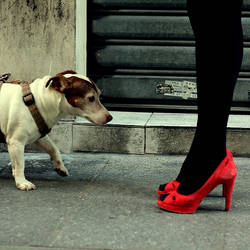 chaussures chien.