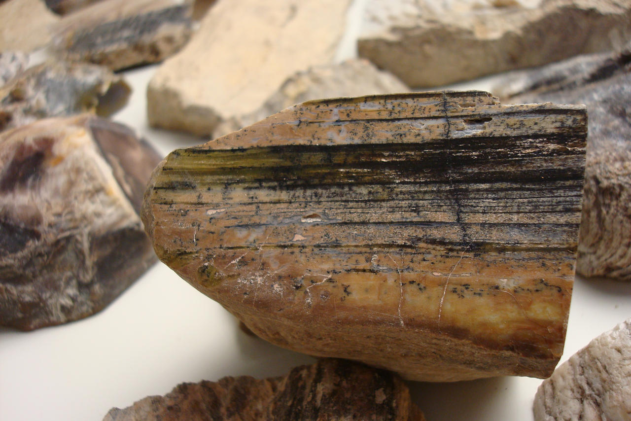 Petrified Wood Stock 96