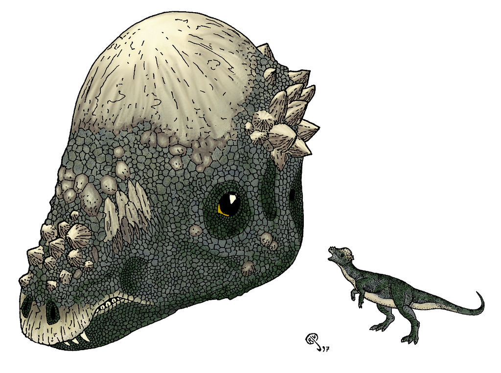 Pachycephalosaur