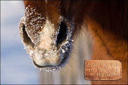 Snow Nose