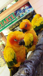 Parrots