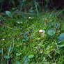 Mushrooms in the forest