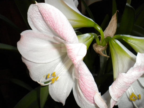 Spring in My Garage