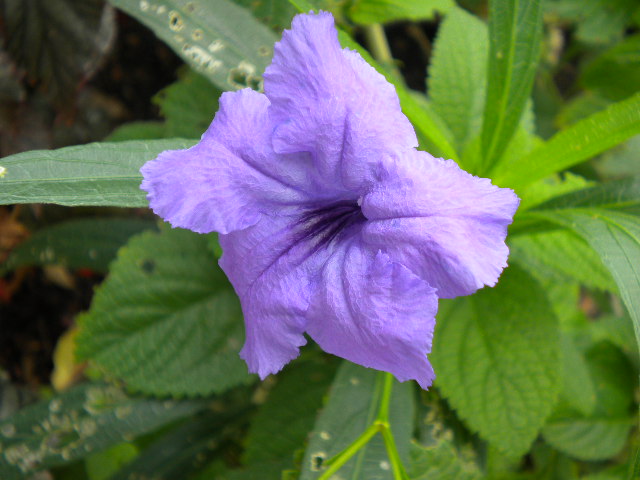 ::Purple Flower::